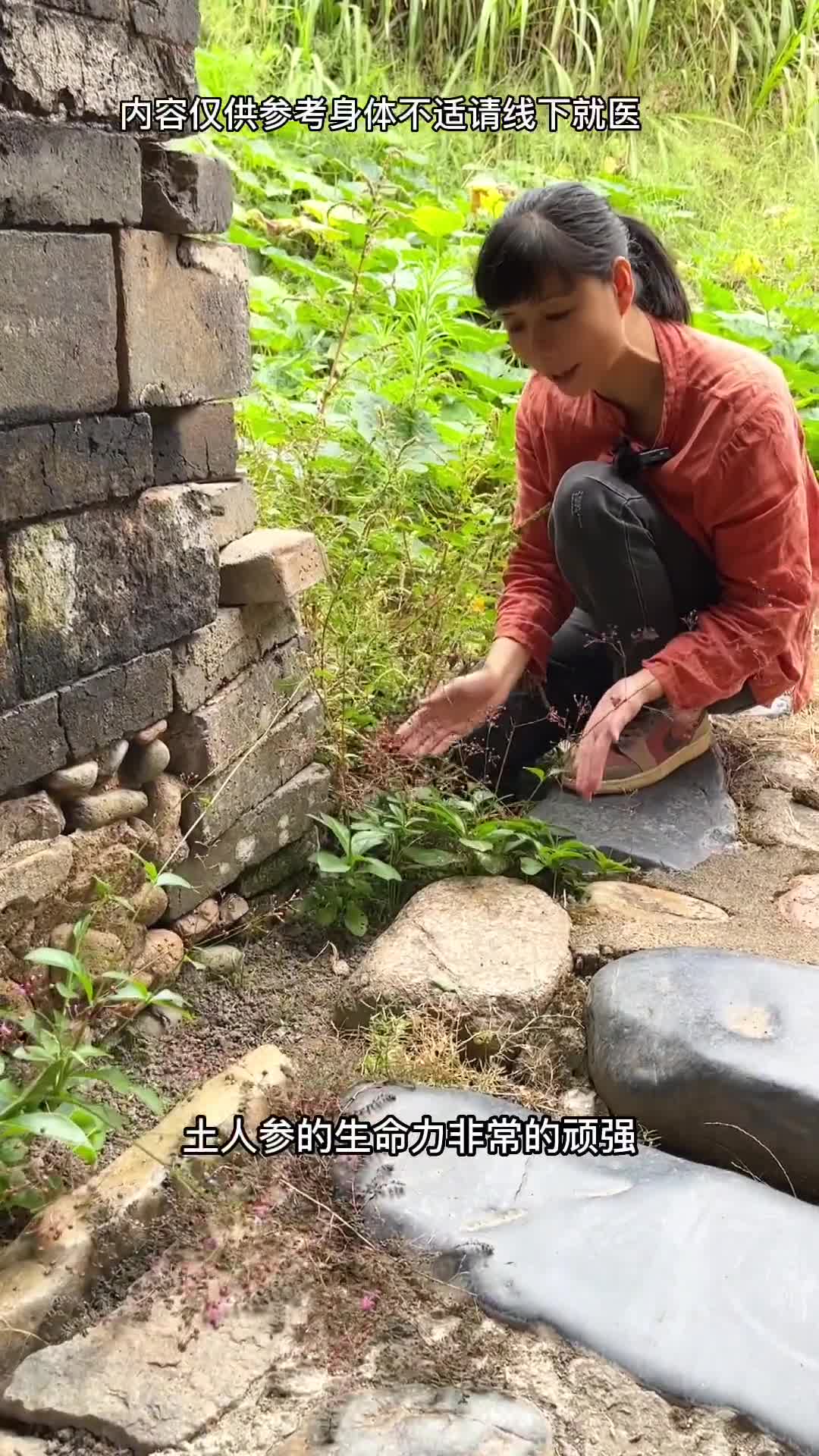 只有南方才有的,也有人叫它晚饭花,它的花开了就该煮饭了,很多人不懂它全身是宝哔哩哔哩bilibili