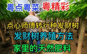 Video herunterladen: 粤点粤菜粤精彩，点心师傅转行种发财树，发财树养殖方法，家里的天然肥料，粤语中字幕