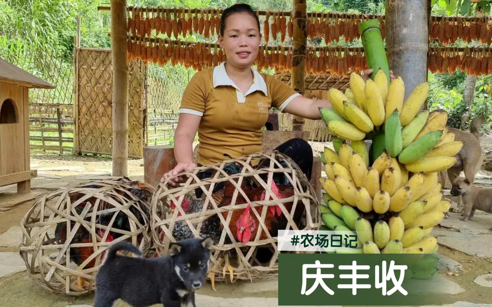 女子深山建农场/香蕉树下转圈圈/背上香蕉拎着鸡/集市销售庆丰收哔哩哔哩bilibili