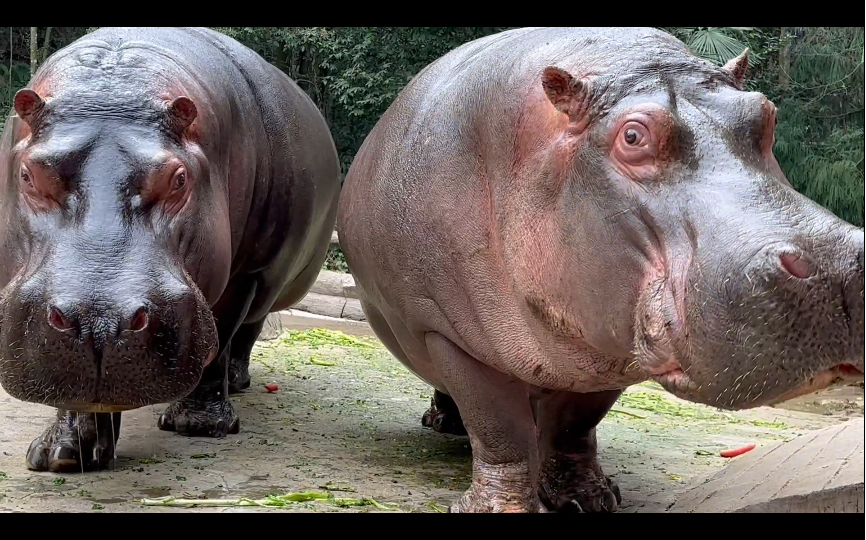 【河马】我在动物园养"猪",养了两头大肥猪!