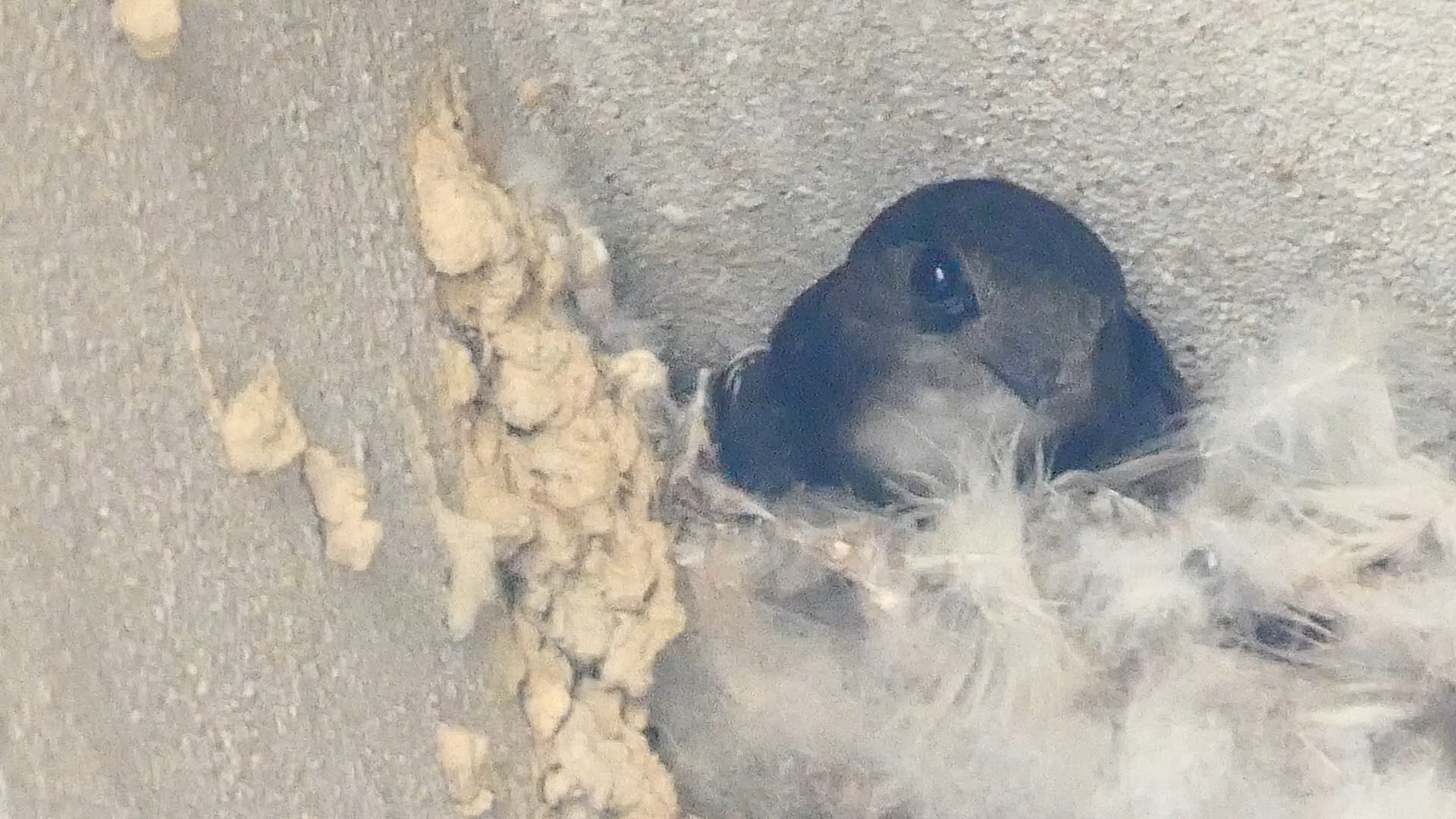 可爱的白腰雨燕宝宝