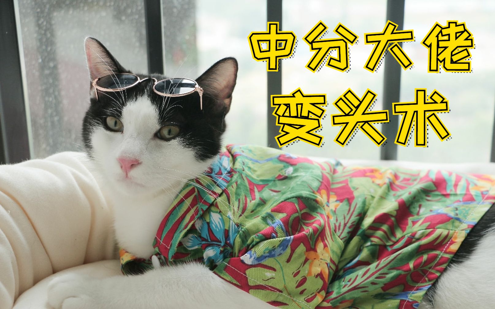 花花与三猫catlive假如中分大佬长了个人脸会是什么样