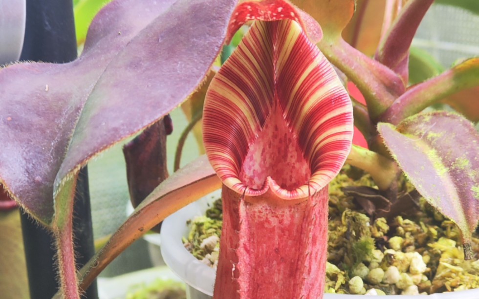 分享猪笼草日常之lvbvmv猪笼草及大猪胡猪笼草