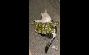 Скачать видео: 小区出现毒猫恶人！！可恨！！