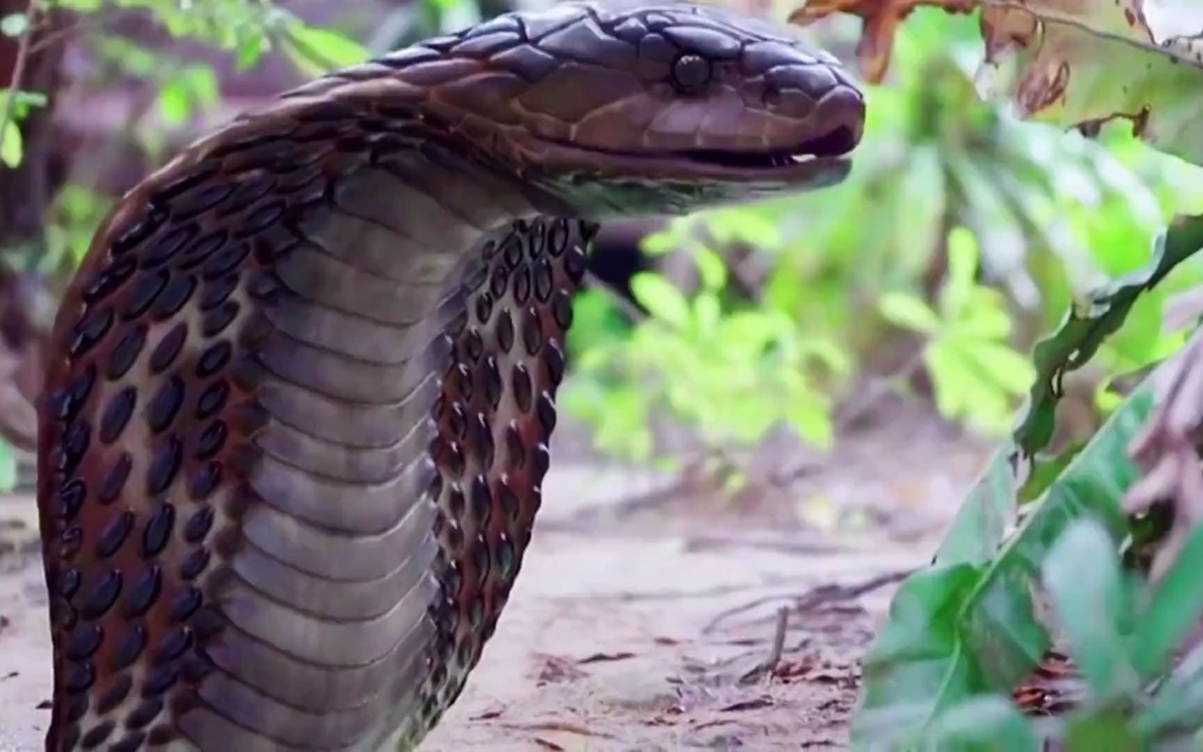 【灵蛇爱】女主受伤,灵蛇不顾蛇命,即使中枪也要救下女主,这份感情让