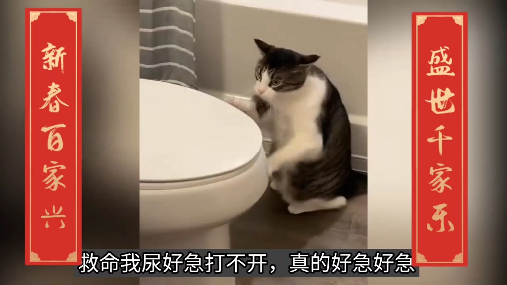 猫咪搞笑视频合集 蠢萌喵星人搞笑视频 傻猫的日常 猫猫的迷惑瞬间哔哩哔哩bilibili