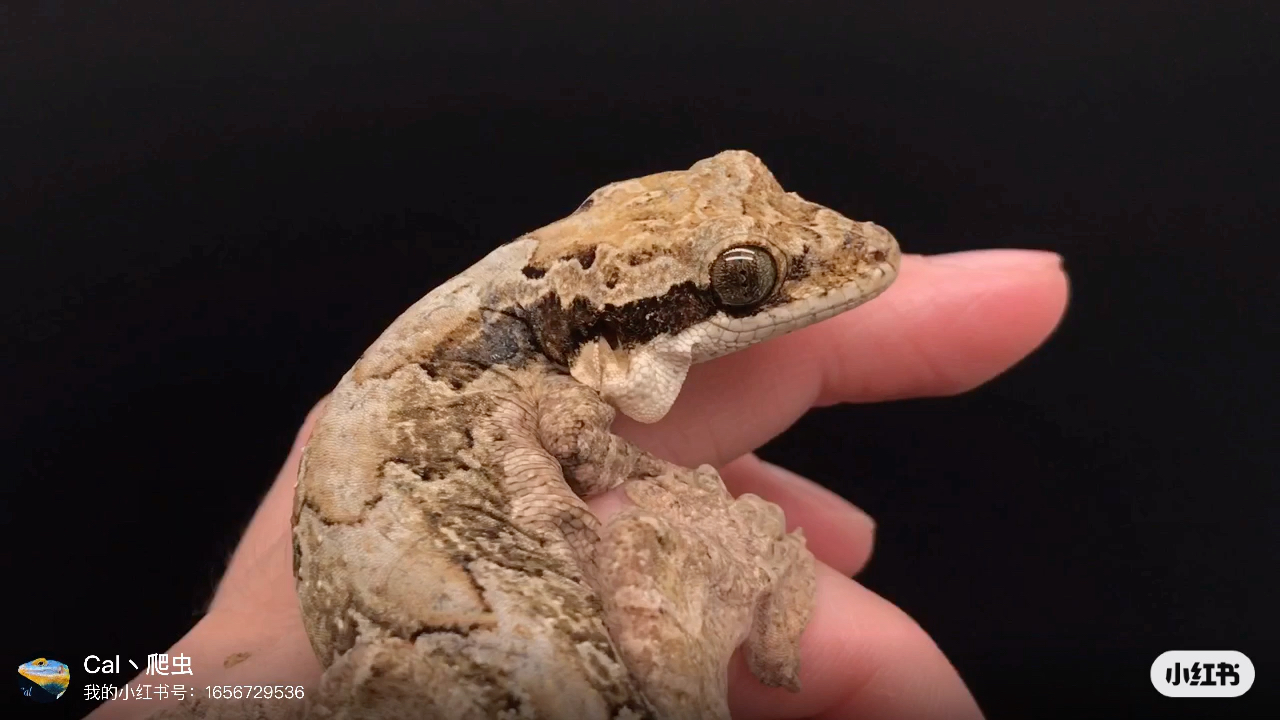 超可爱的飞蹼守宫