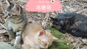 陈年仓库老片 Vlog 猫 哔哩哔哩 つロ干杯 Bilibili