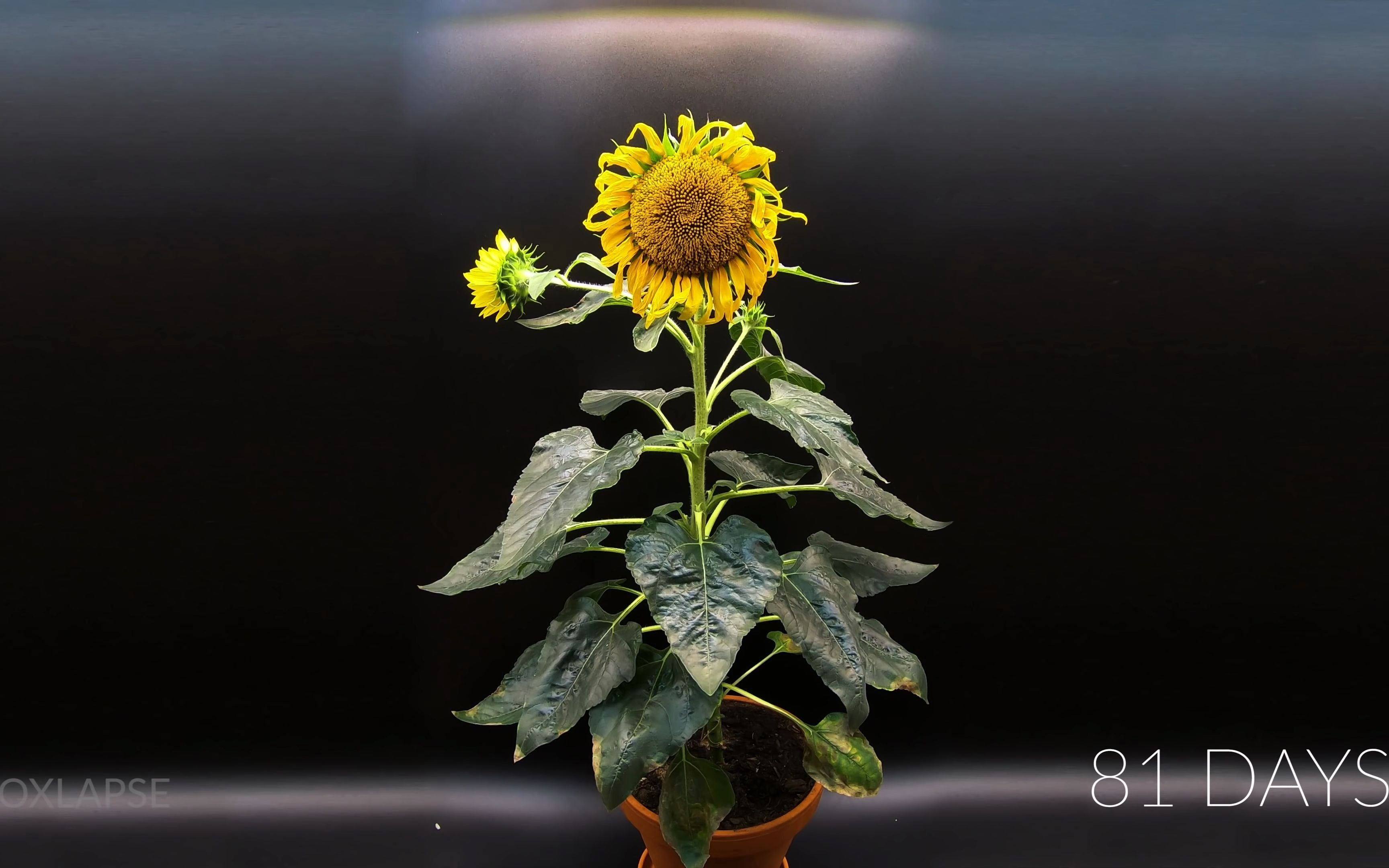 83天向日葵從種子到開花growingsunflowertimelapseseedtoflowerin83