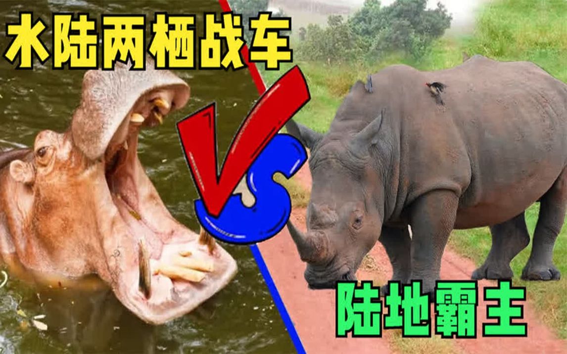 河马大战犀牛,大嘴与长矛的超吨级大战,谁是真正的胜者