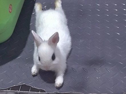 兔趴着趴着长大啦