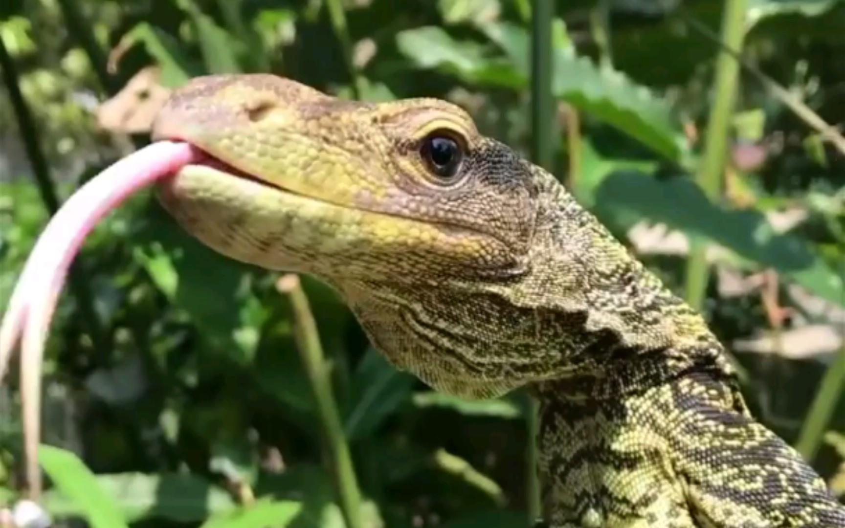 【萨氏巨蜥】从小就很帅