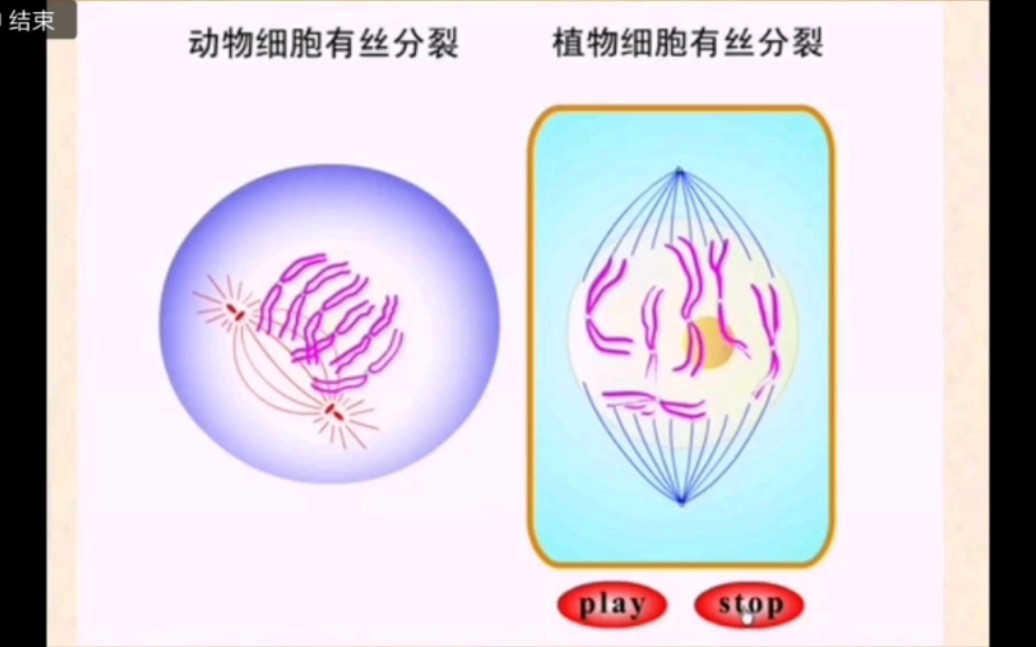 【自存/高中生物】动物细胞、植物细胞的有丝分裂动态图哔哩哔哩bilibili