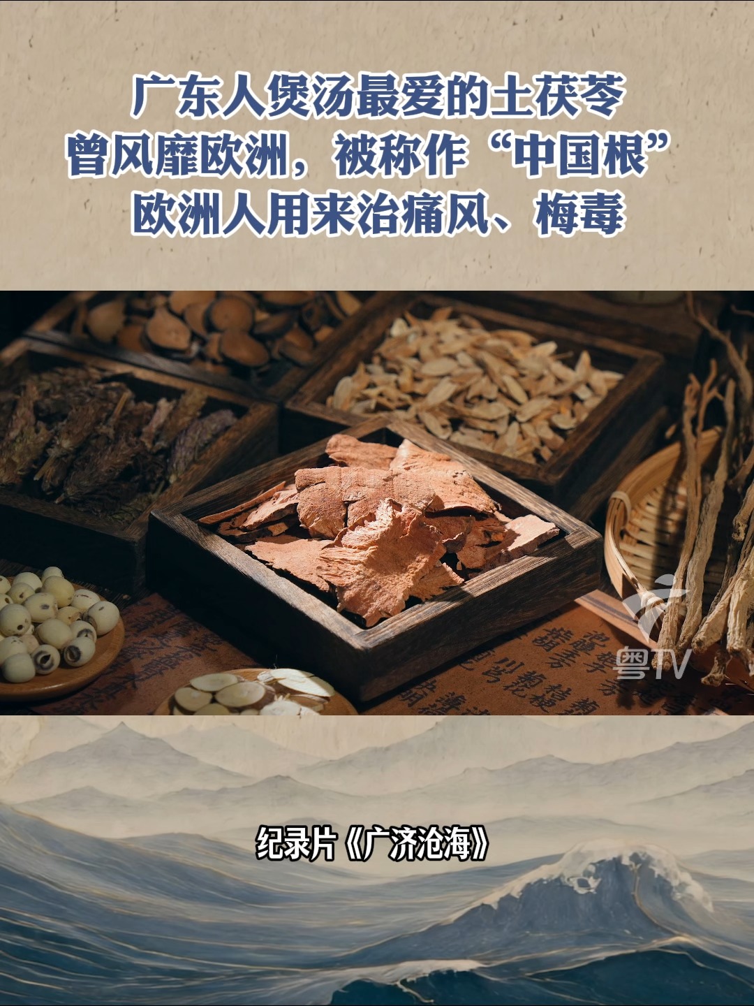 广东人煲汤最爱的土茯苓，曾被欧洲人用来治痛风、梅毒