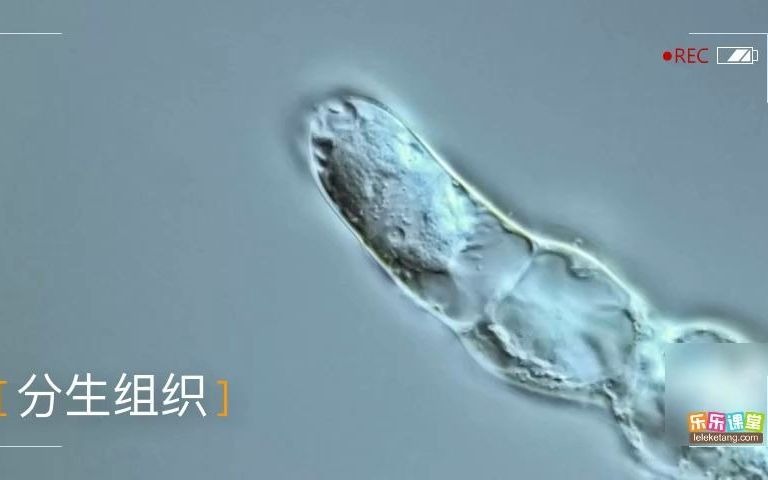 [图]25. 植物的组织