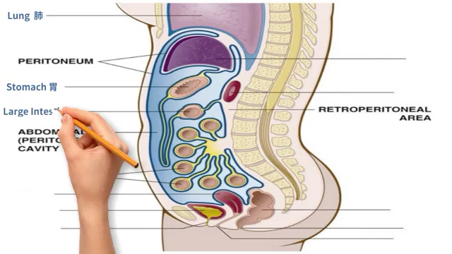 图解医学英语|Abdominal Cavity 腹腔哔哩哔哩bilibili