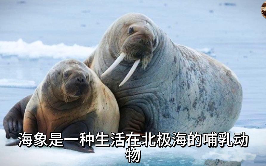 海象的长牙有什么用?