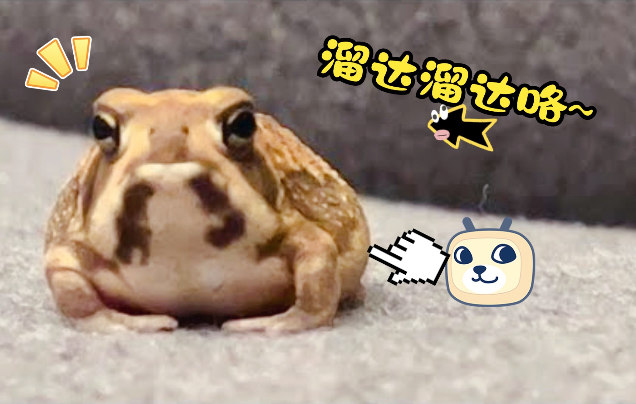 【馒头蛙】今日放风,元气蛙蛙的一天