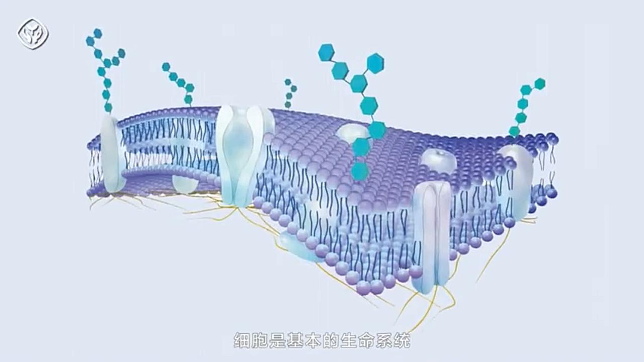 【必修1教学资源】细胞间信息交流的方式细胞膜的功能胞间连丝人教版
