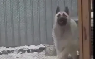 狗狗与配乐 搜索结果 哔哩哔哩 Bilibili
