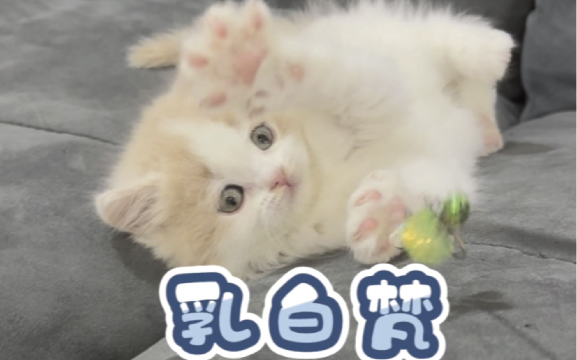 乳白梵花长毛猫能有多可爱.哔哩哔哩bilibili