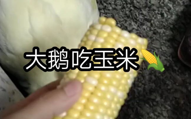 夏天大鹅喜欢吃的美食!玉米,西瓜,宽面!哔哩哔哩bilibili