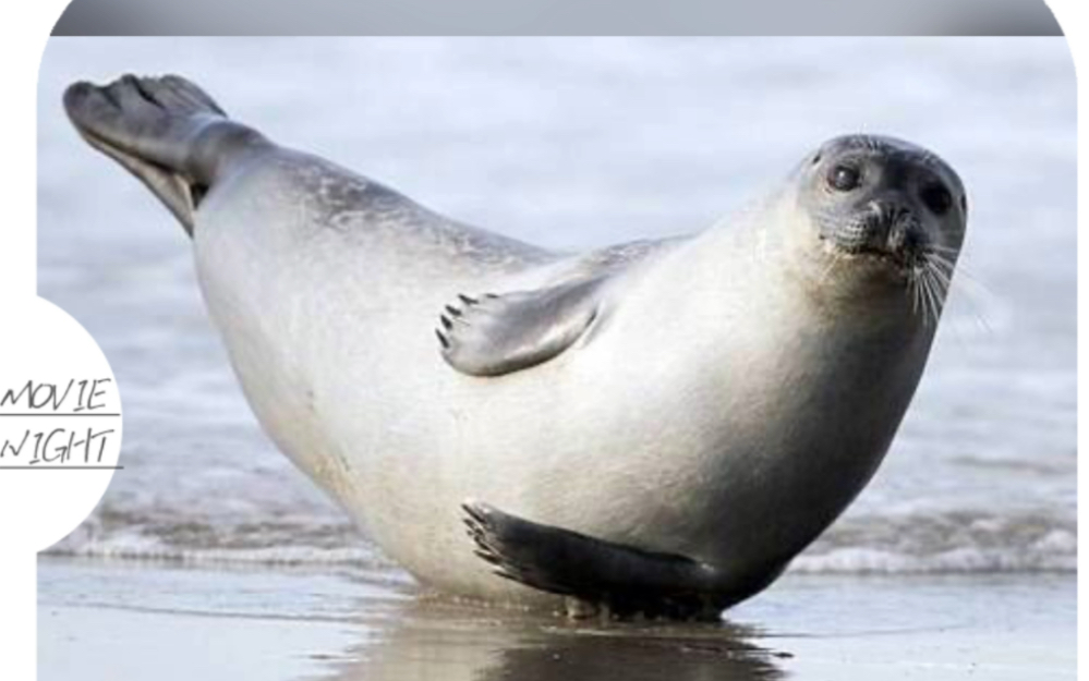 北极萌神北极海豹