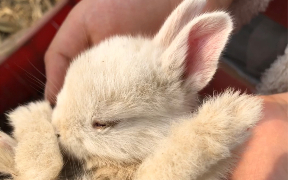 刚出生的小兔子,可爱