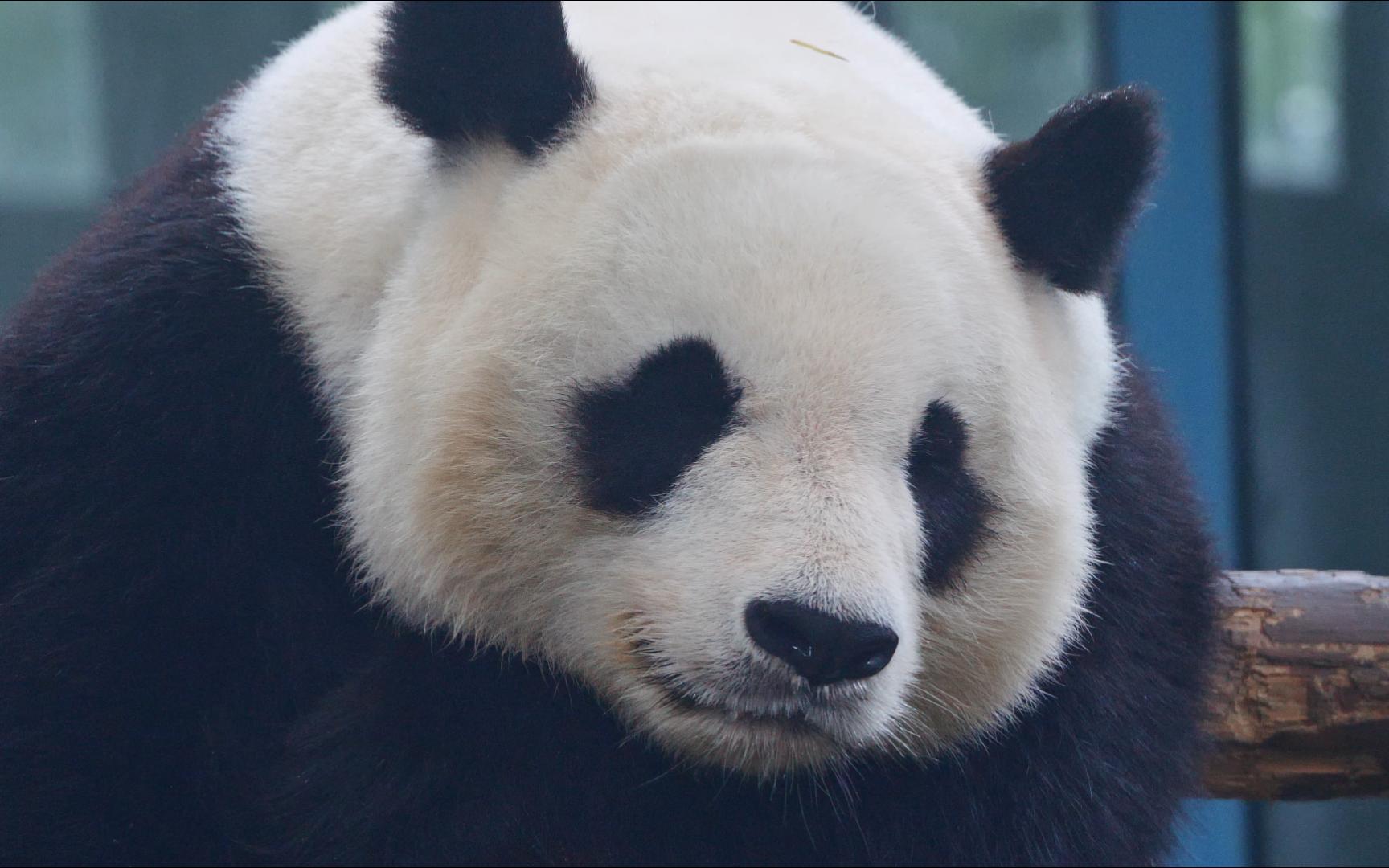 【大熊猫】搞笑天后喜乐 单手托腮 把圆规脸挤成了等腰梯形