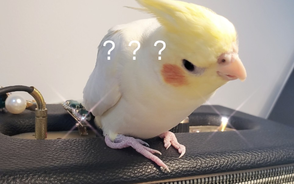 鹦鹉玄凤小黄鸡黄烟烟怒摸鸟头