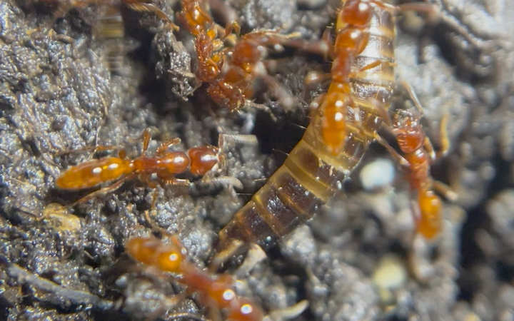 微距下炸窝后行军的粗角细猛蚁