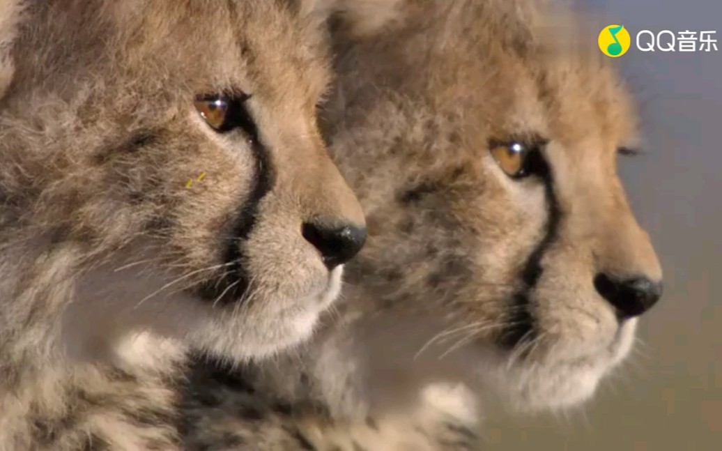 cctv动物世界片头曲《just blue》_哔哩哔哩_bilibili