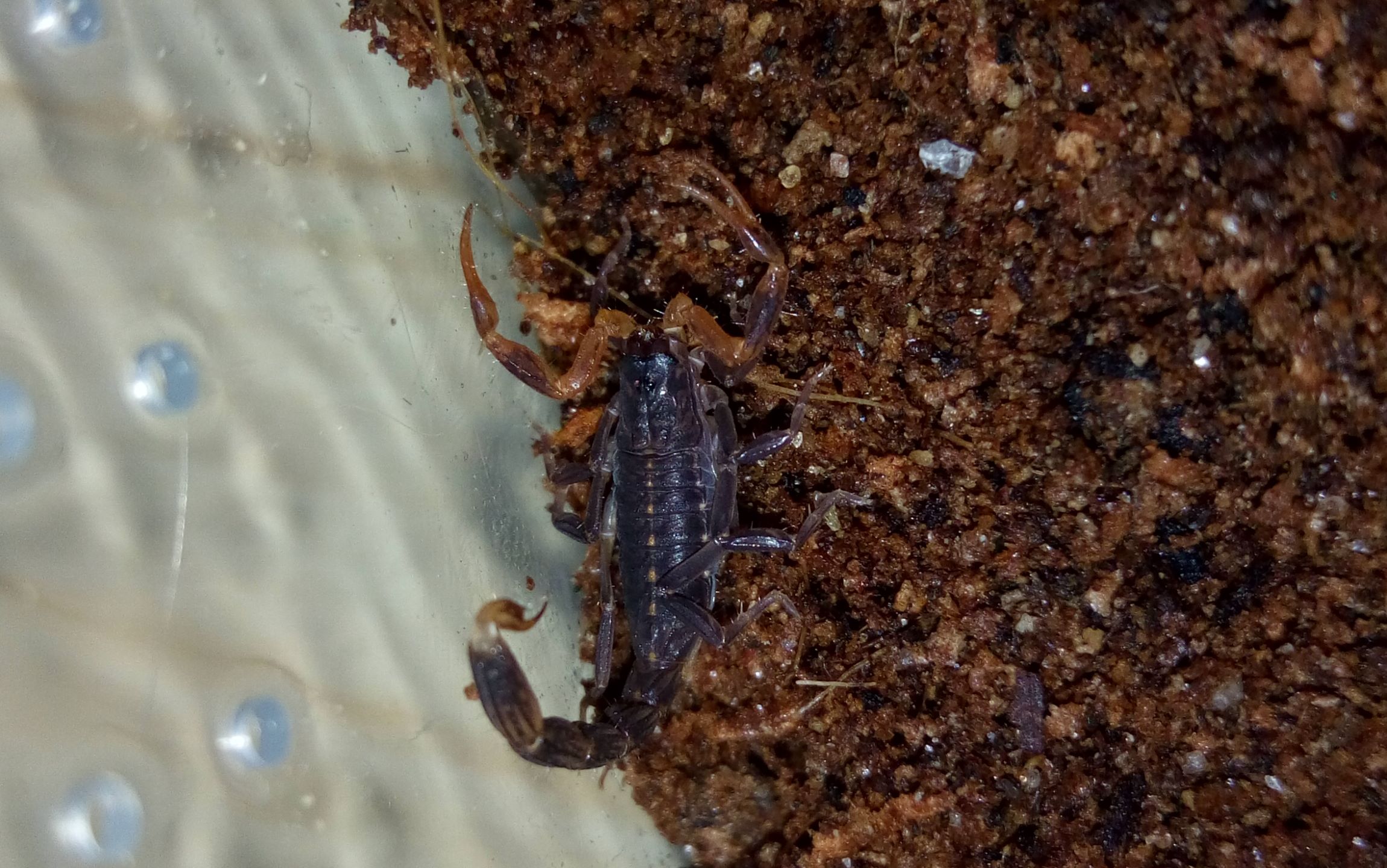 两只小蝎子的开箱视频_哔哩哔哩 (゜-゜)つロ 干杯~-bilibili