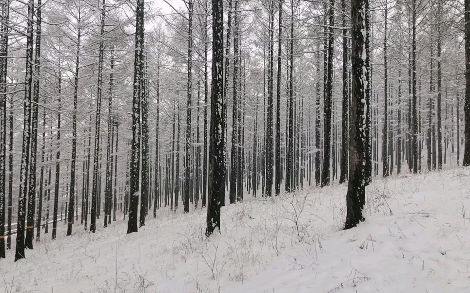 4.21 东北大雪(三)极境森林