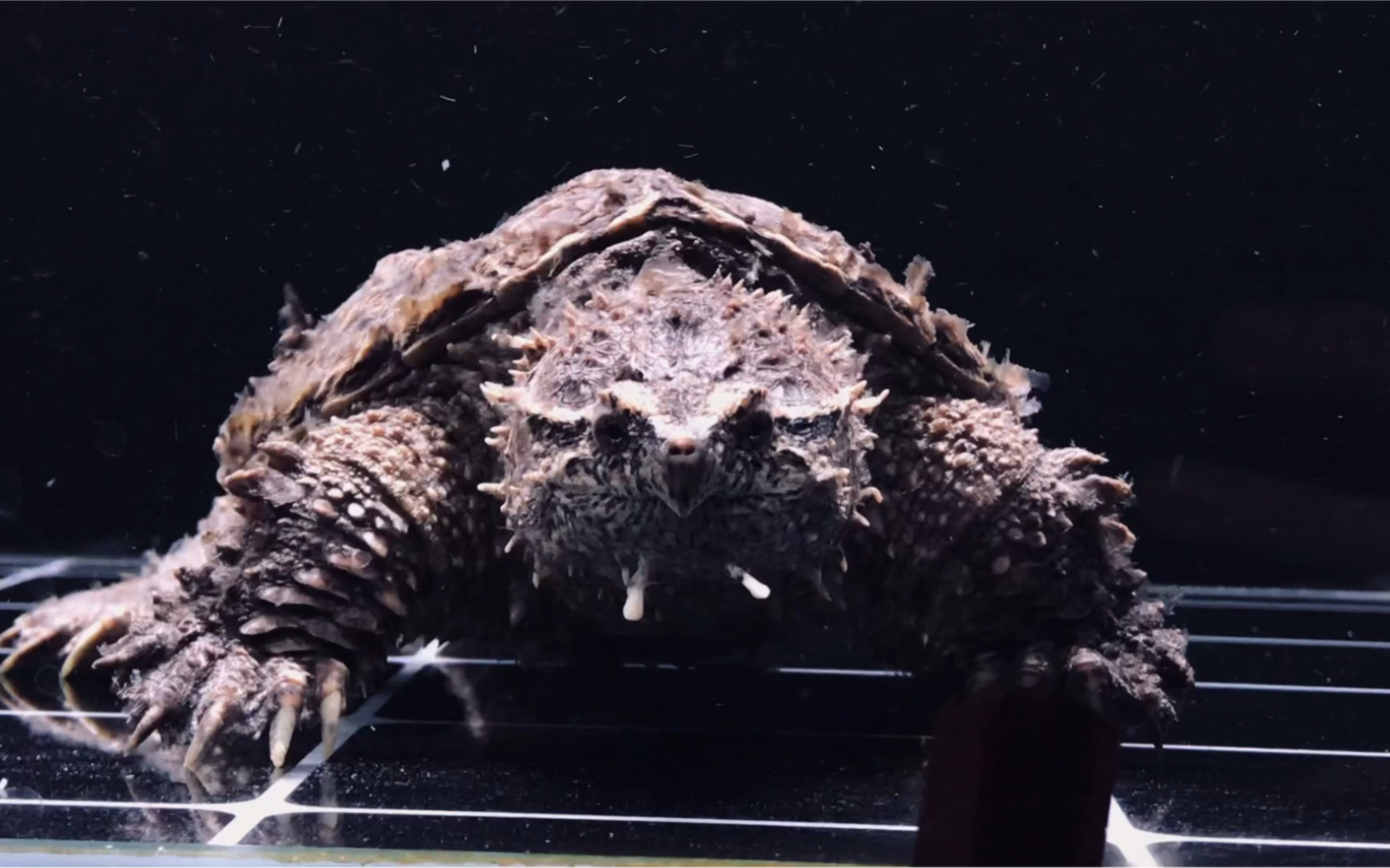 中美拟鳄龟-晨星_哔哩哔哩_bilibili