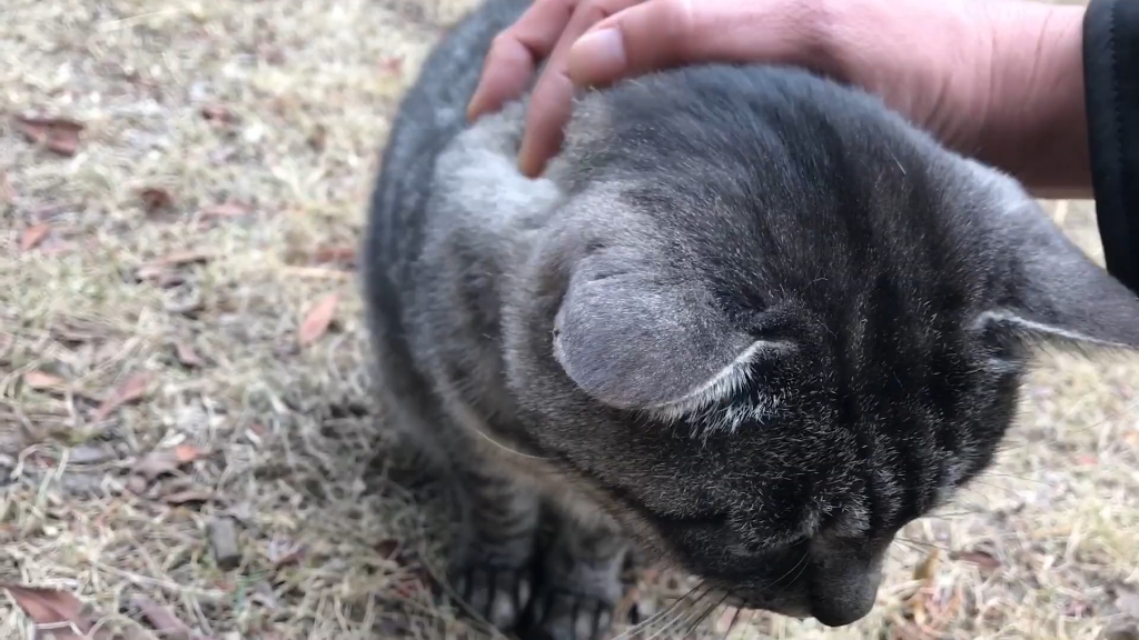 银色虎斑猫