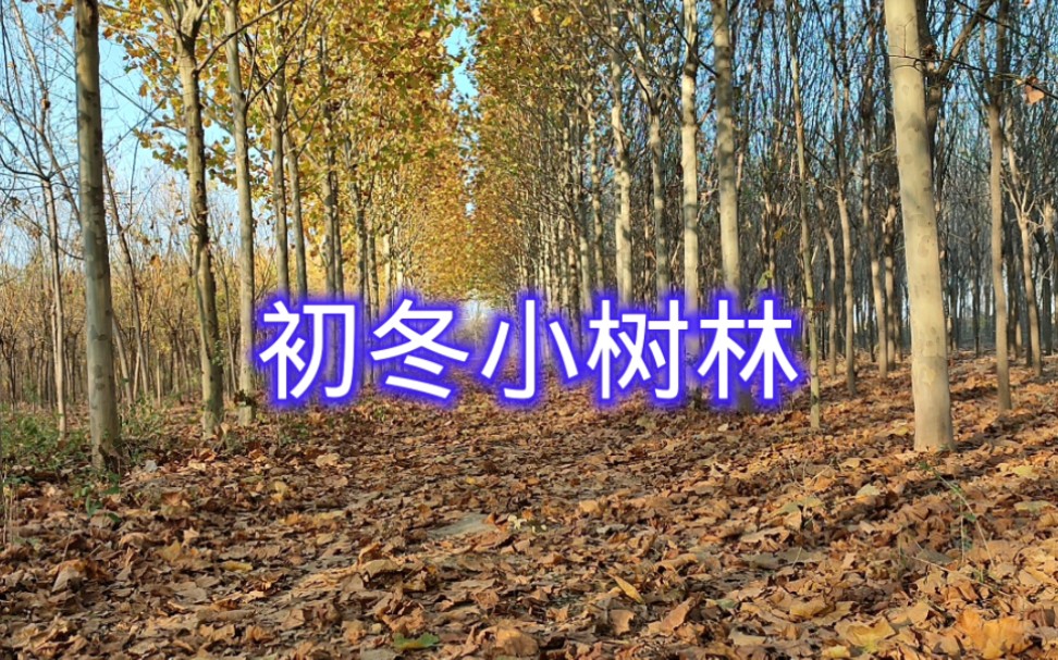 [图]黄叶之恋恋不舍，治愈系风景，初冬小树林，德州二十四节气植物