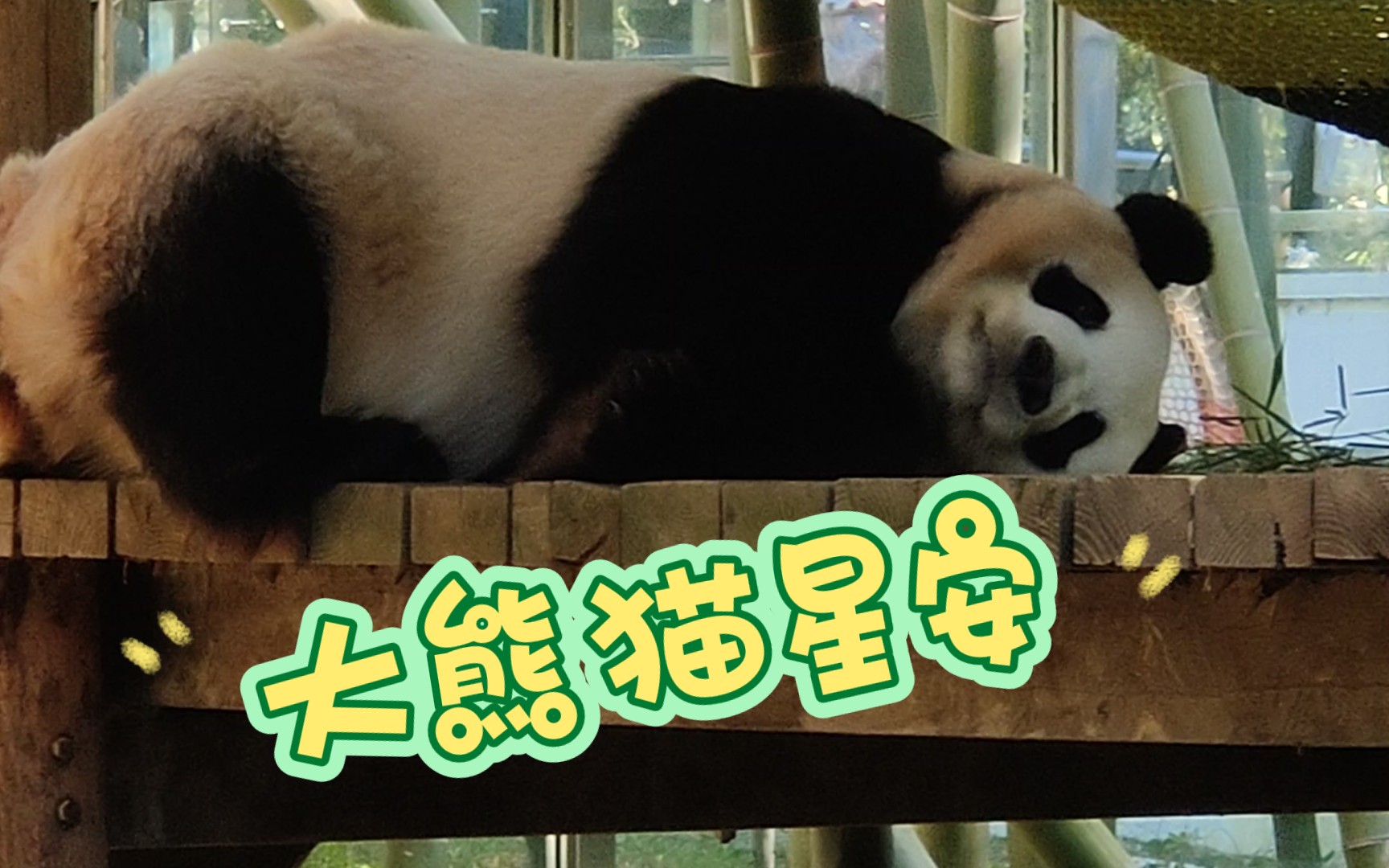 大熊猫星安打哈欠拉粑粑伸懒腰一气呵成94