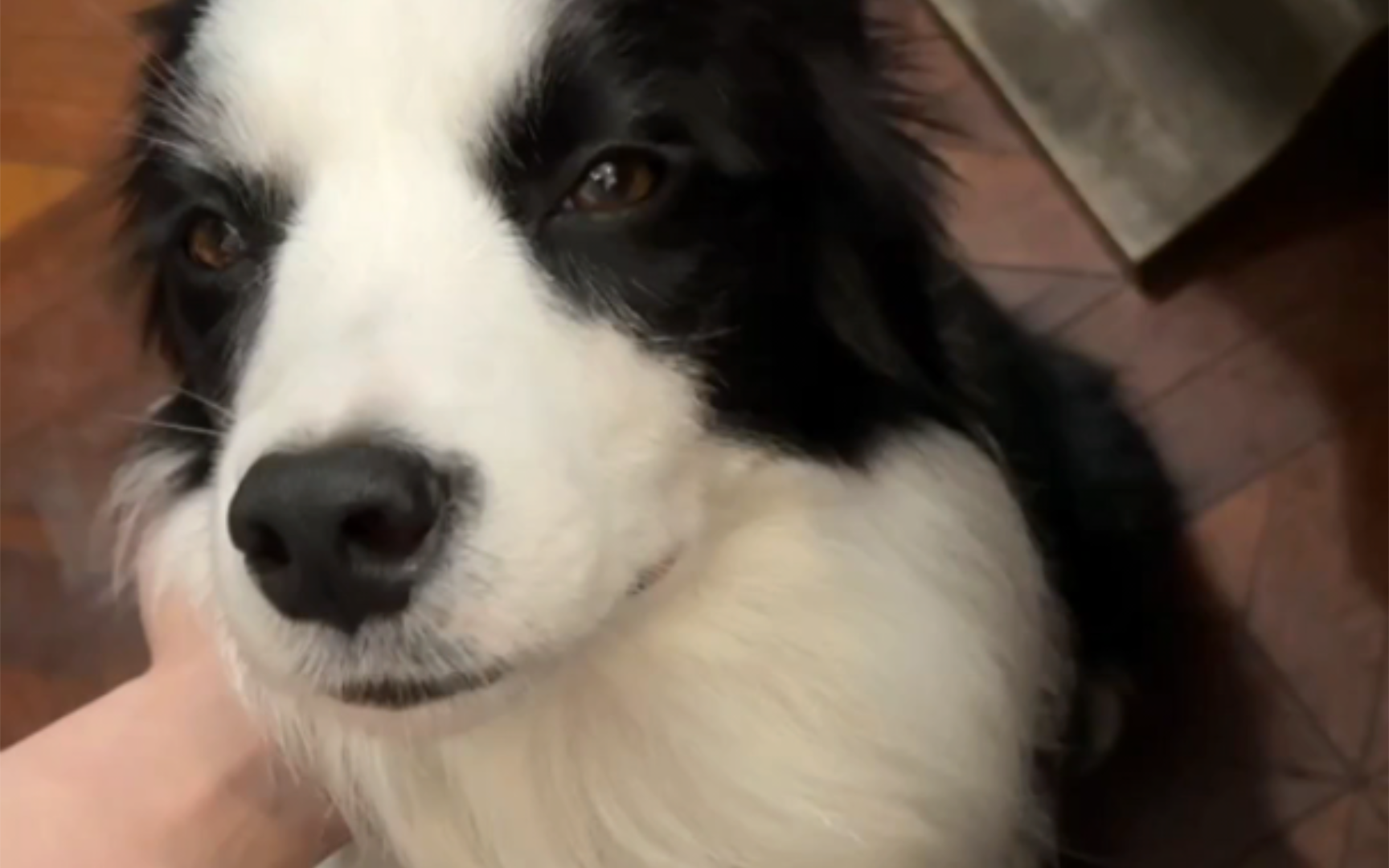 【歪宝c宝】上辈子是个烟鬼? ‖ 对"c"过敏 ‖ 狗狗祟祟