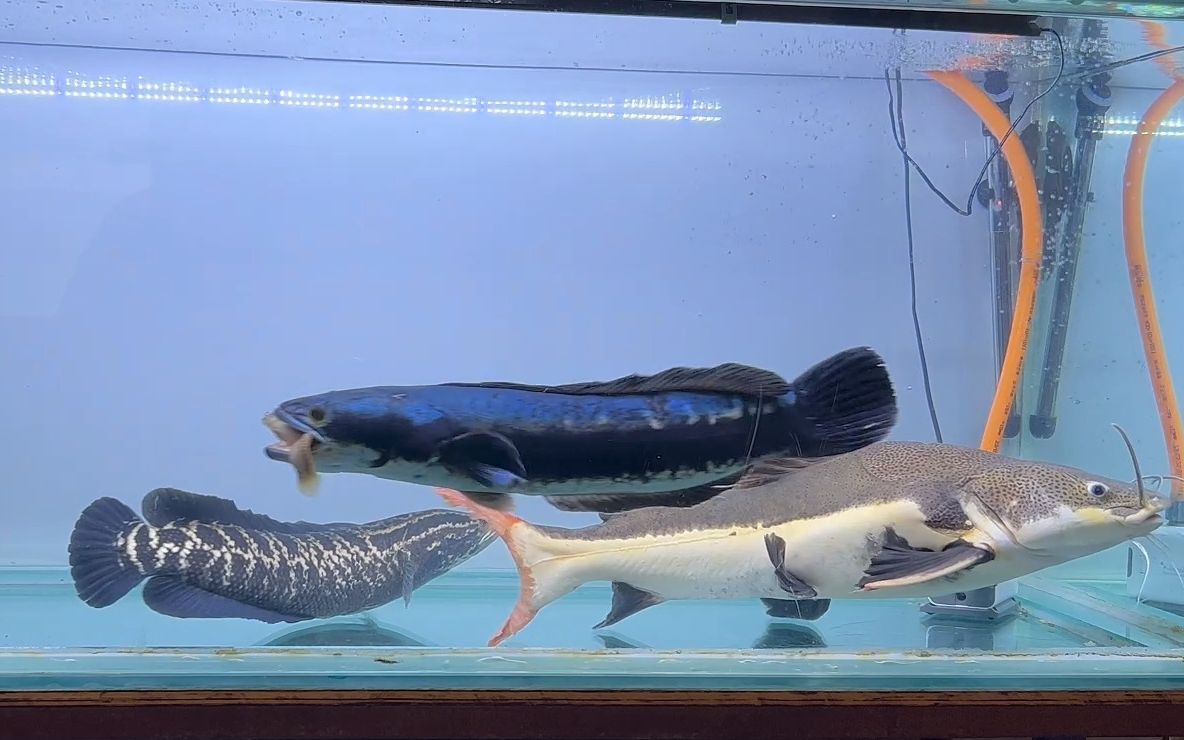 大铅笔鱼vs食人鱼图片