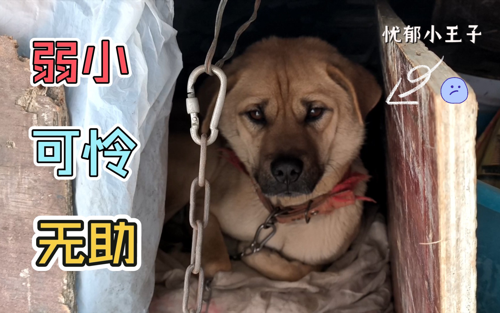 弱小可怜又无助