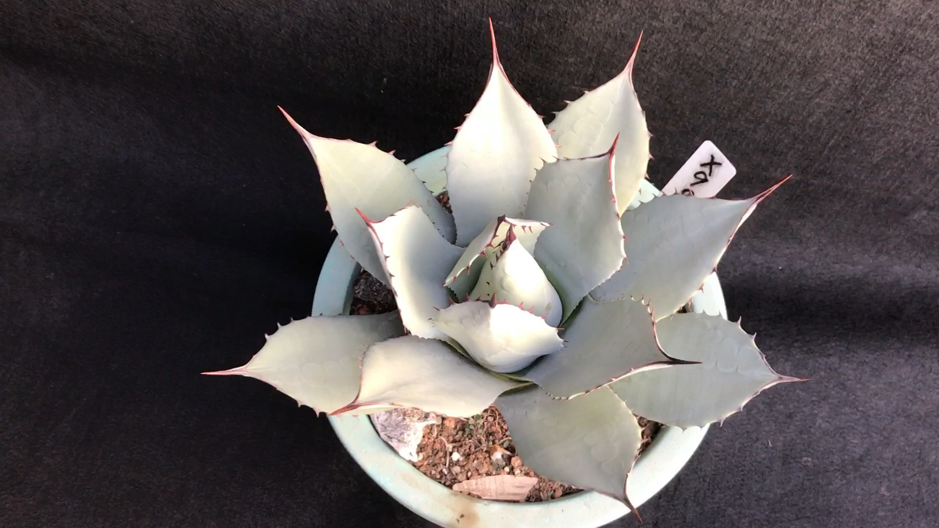 龙舌兰植物#虚空藏(高级灰)更多宝贝