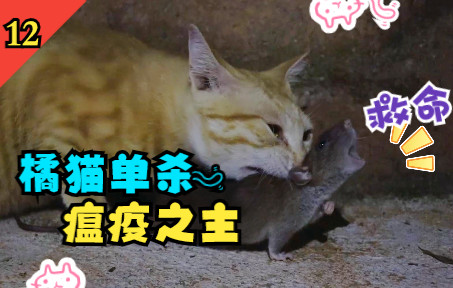 [图]橘猫：生吃个鼠，我很抱歉