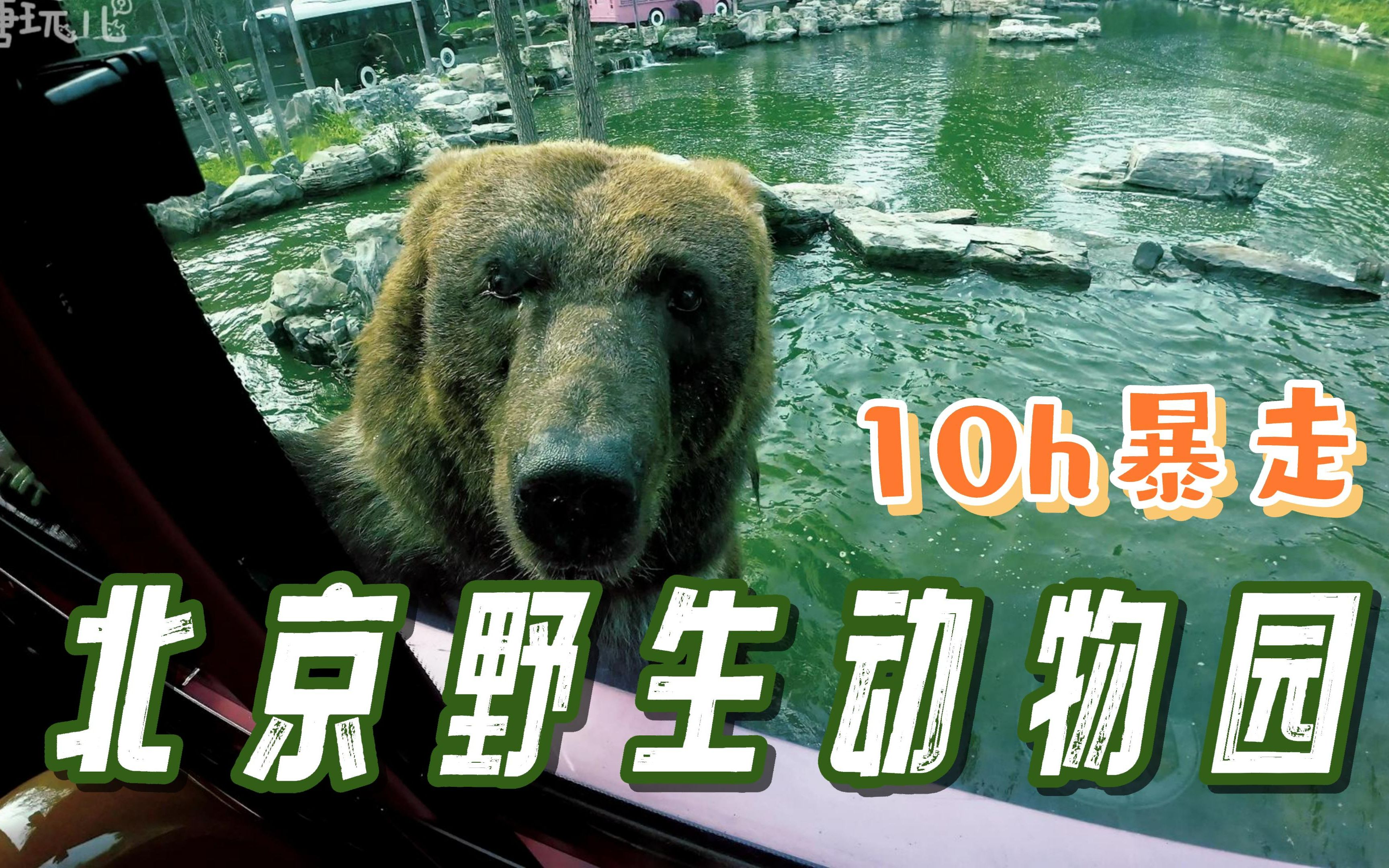 10小时暴走北京野生动物园丨攻略丨详细丨溜娃丨vlog哔哩哔哩bilibili