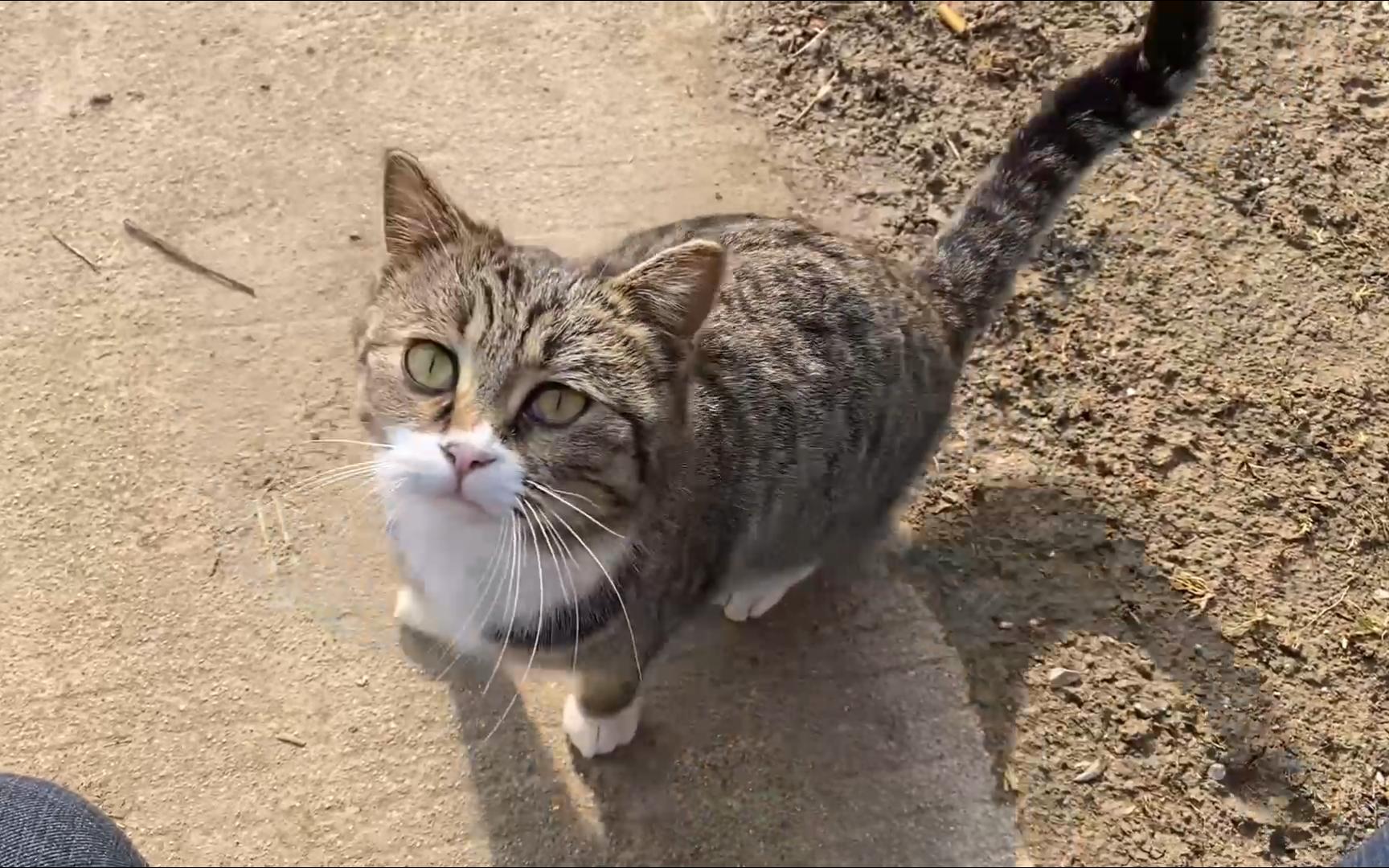农村狸花猫以一根火腿肠为2023年作结