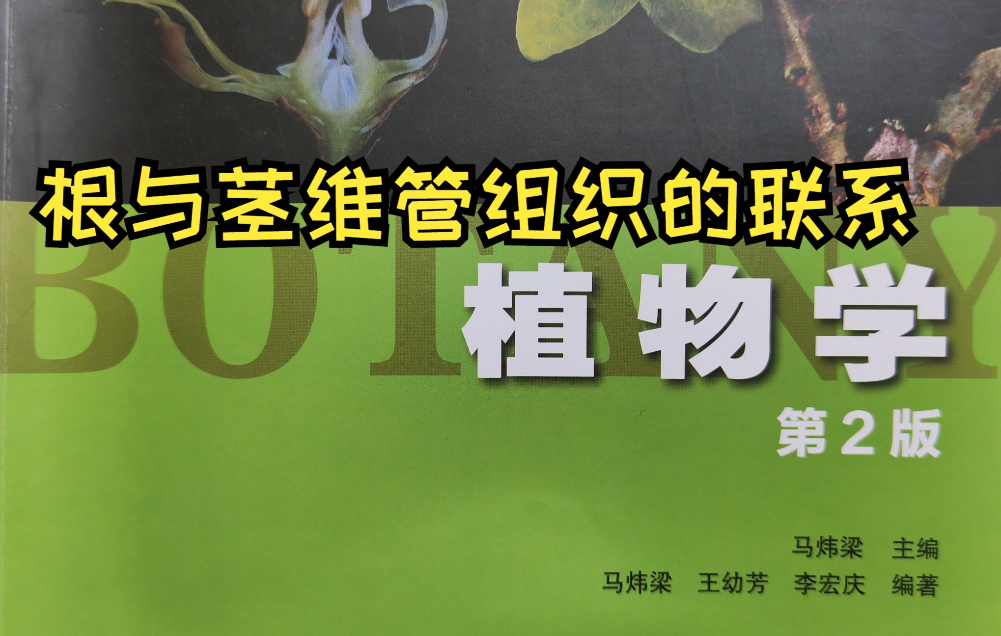 营养器官、根与茎维管组织的联系(根茎的转换)哔哩哔哩bilibili