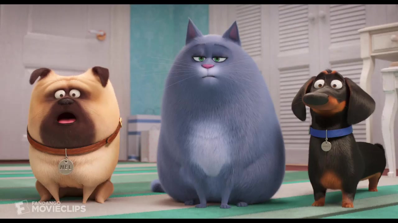 【爱宠大机密2】:狗狗的内心世界果然还是不容易琢磨,看狗狗如何与