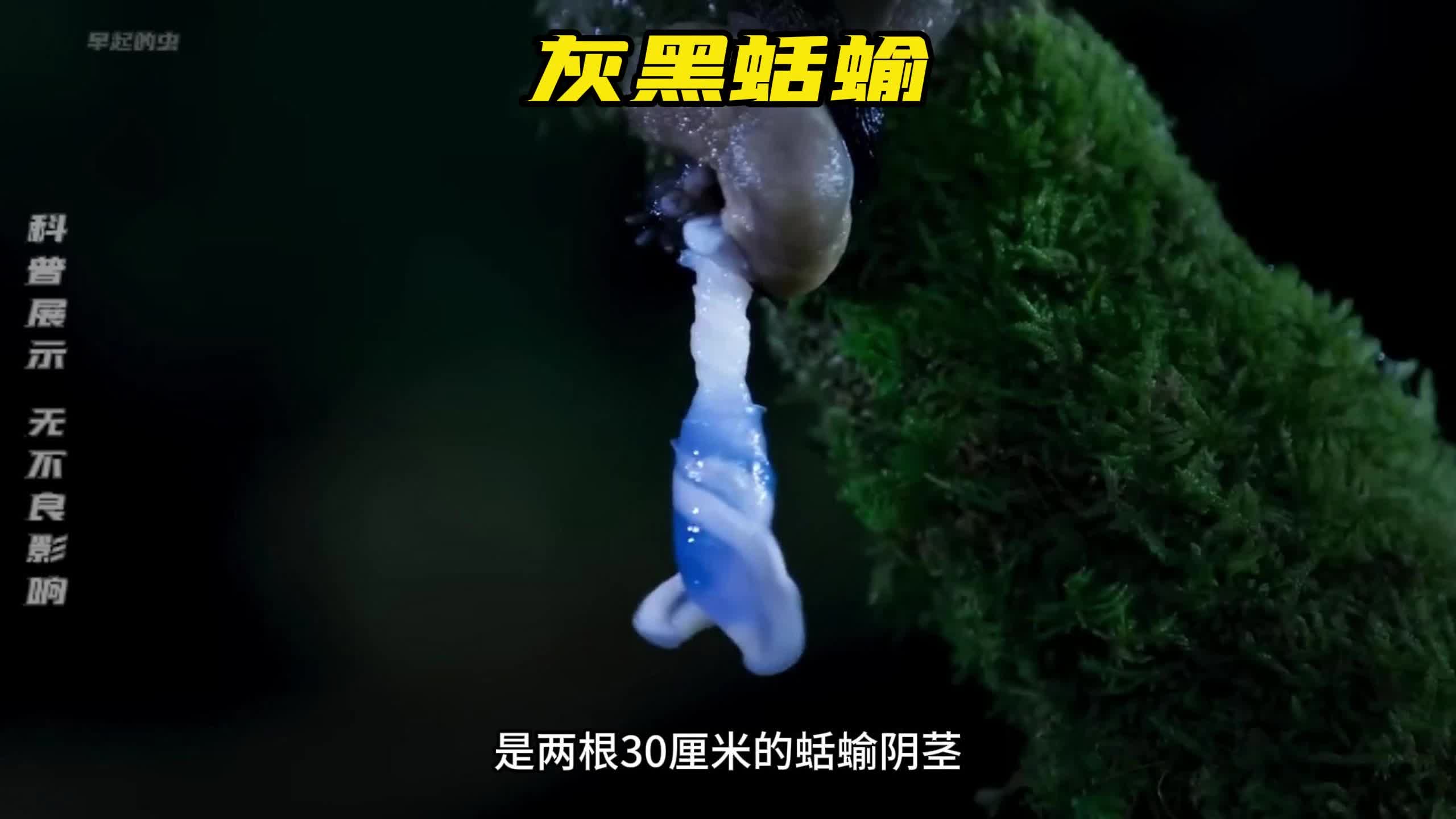 神奇的蛞蝓,炸裂的交配方式,而且还是雌雄同体.