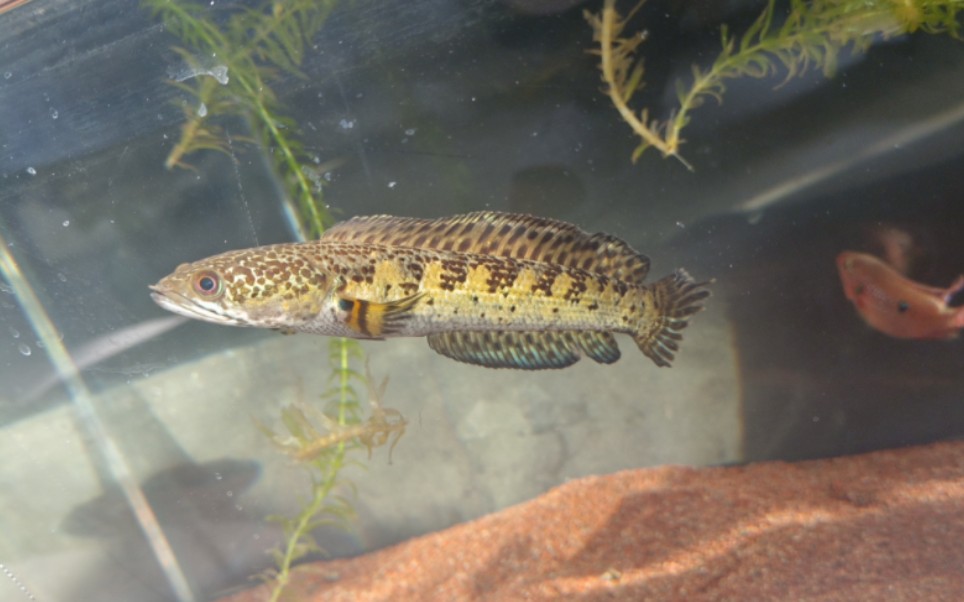 黄金眼镜蛇雷龙