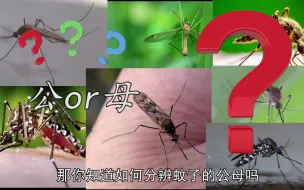 Tải video: 如何分辨蚊子公母？